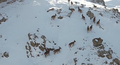 Erzincan'da dağ keçileri karlı arazide yiyecek ararken görüntülendi