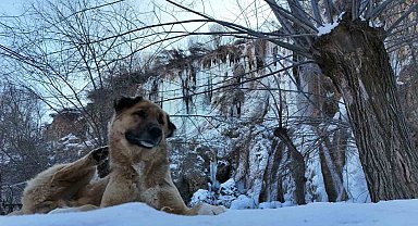 Erzincan'da doğa dondu, Girlevik Şelalesi buz kesti