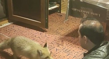 Erzincan'da ilginç dostluk: Tilkiyi evinde eliyle besliyor