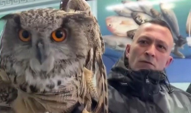 Erzincan'da soğuktan bitkin düşen baykuş vatandaşların duyarlılığıyla kurtarıldı