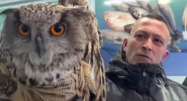 Erzincan'da soğuktan bitkin düşen baykuş vatandaşların duyarlılığıyla kurtarıldı