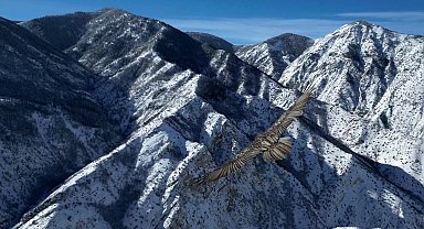 Erzurum'da sakallı akbaba dron ile görüntülendi