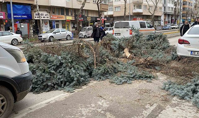 Eskişehir'de fırtına sebebiyle ağaçlar devrildi