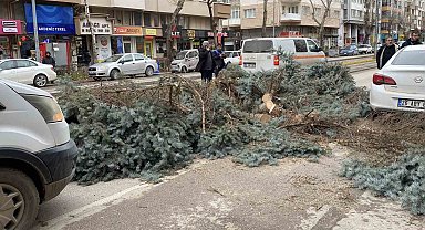Eskişehir'de fırtına sebebiyle ağaçlar devrildi