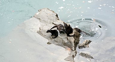 Fırat Nehri'nde 4 su samuru görüntülendi