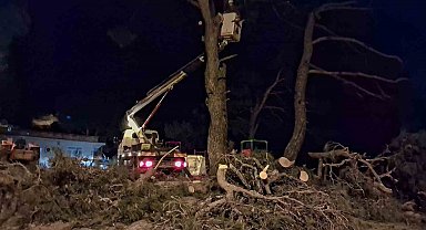 Fırtına çam ağacını devirdi