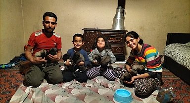 Fırtına sonrası devrilen ağaçların altında kalarak telef olan anne köpeğin yavrularına sahip çıktılar