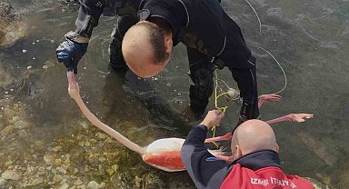 Flamingoya hayat veren kurtarma operasyonu