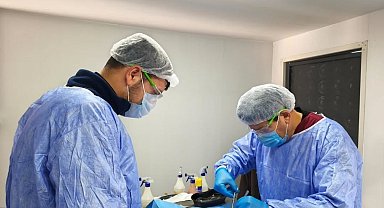 Germencik Belediyesi sokak hayvanları için kısırlaştırma çalışmalarını sürdürüyor