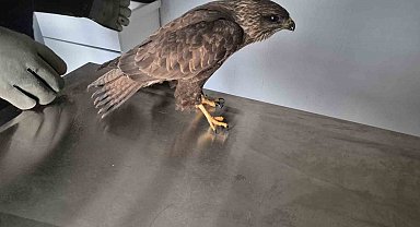 Germencik Belediyesi yaralı şahini tedavi etti