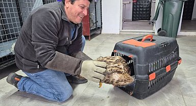 Germencik'te belediyenin ihbar hattı yaban hayvanlarına da umut oluyor