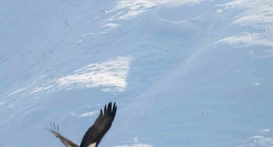 Göç etmeyi unutan kara leylekler Elazığ'da görüldü