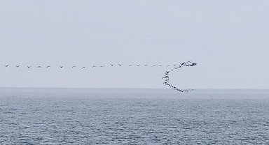 Göç yolundaki kuşların senkronize uçuşu Hopa'da görüntülendi