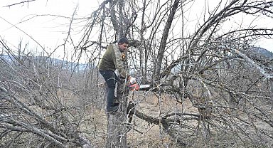Gölcük Tabiat Parkı'nda elma bahçeleri yeniden üretime kazandırılıyor