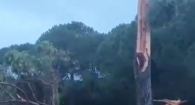 Golf sahasına düşen yıldırım ağacı parçalara ayırdı