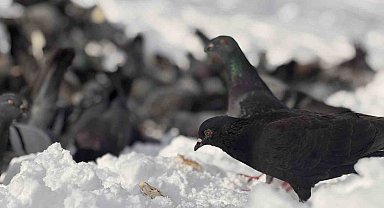 Güvercinleri yemleyen vatandaş yürekleri ısıttı