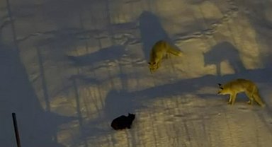 Hakkari'de iki tilki ve bir kedinin mücadelesi