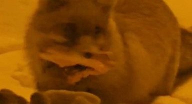 Hakkâri'de yerleşim alanına inen tilki kamerada