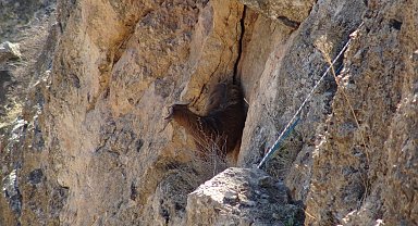 Hasankeyf'te 5 gündür mahsur kalan keçi kurtarıldı