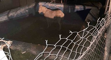 Havuza düşerek mahsur kalan atı itfaiyeciler kurtardı