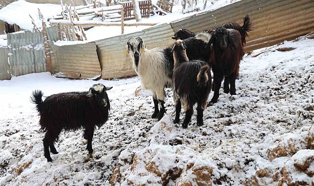 Hayvan üreticilerinin kurtlarla başı dertte