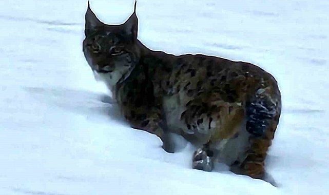 Hizan'da vaşak görüntülendi
