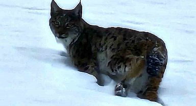 Hizan'da vaşak görüntülendi