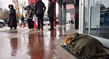 İç ısıtan hareket: Soğuktan titreyen köpeği şalla sardılar