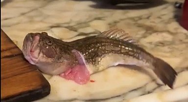 İçi temizlenen balık dakikalarca çırpınmaya devam etti