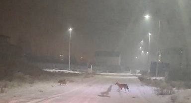 Iğdır'da kurtlar yerleşim yerlerine indi