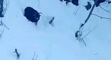 İş makinesi operatörü karda kaybolan keçiyi sahiplerine ulaştırdı