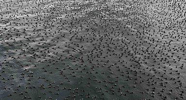 İstanbul'da dondurucu soğuk binlerce kuşu denizde bir araya getirdi