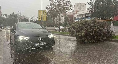 İzmir'de fırtına ağaçları devirdi: 5 araç hasar gördü