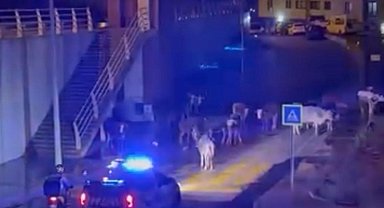 İzmir'de polisin "İnekler dağılın" anonsu gülümsetti