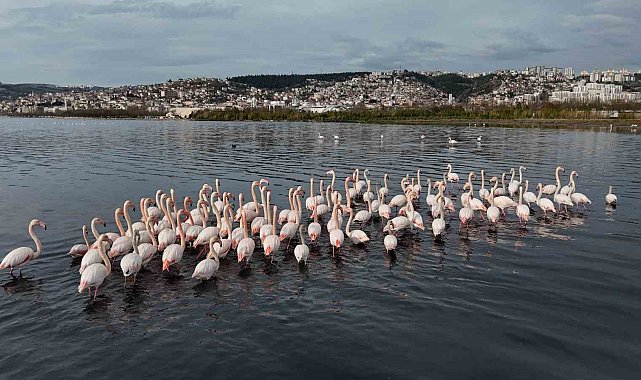 İzmit Körfezi'ne flamingo akını, sayıları katlandı
