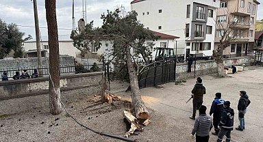 İznik'te okulların tatil olması faciayı önledi..Dev ağaç okul bahçesine devrildi