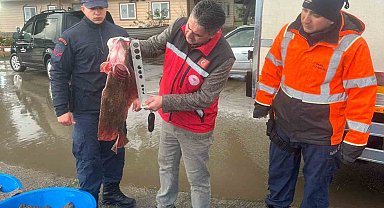 Kaçak avcılık operasyonunda 500 kalkan balığına el konuldu