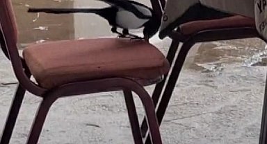 Kahvede oyun değil, saksağanın zekâsı izleniyor
