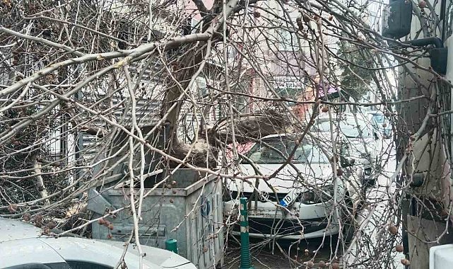 Kamyon çarptı, çınar ağacı araçların üzerine devrildi