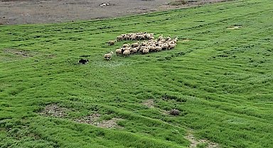 Kangal ve akbaştan sonra çobanlara hareketli ve heyecanlı yeni bir yardımcı geliyor