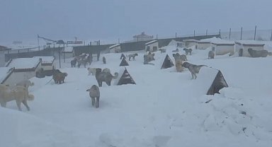 Kangallarını beslemek için yola çıktı, çiftliğe vardığında gözlerine inanamadı