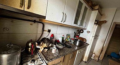 Kapı açılınca karşılaşılan manzara şoke etti