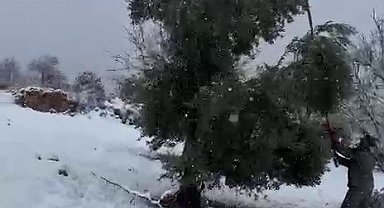 Kar ağırlığına dayanamayan ağaçlar zarar gördü