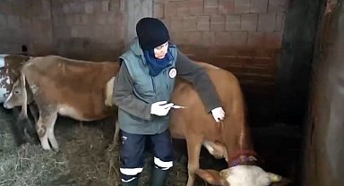 Kar altında şap seferberliği