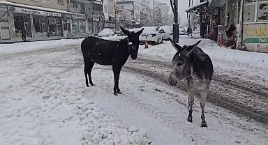 Kar altındaki eşekleri çiftliğine götürüp besledi