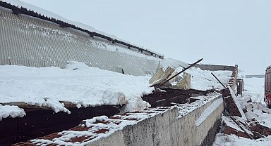 Kar nedeni ile ahırın çatısı çöktü, 11 hayvan telef oldu