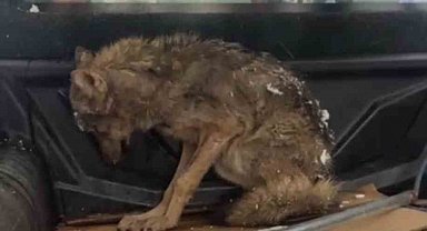 Kar nedeniyle aç kalan kurt, köpek barınağına sığındı
