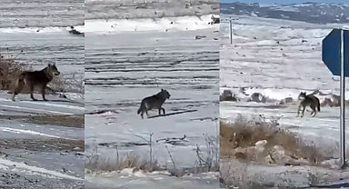 Kar yağdı, kurtlar şehre yaklaştı