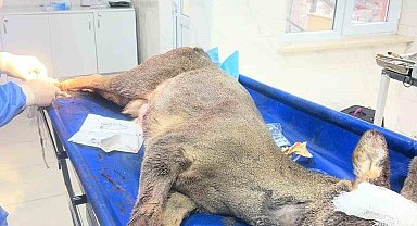 Karabük'te aracın çarptığı karaca ameliyat edildi