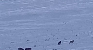 Karayazı'da gündüz vakti kurt saldırısı: Yavru köpek telef oldu